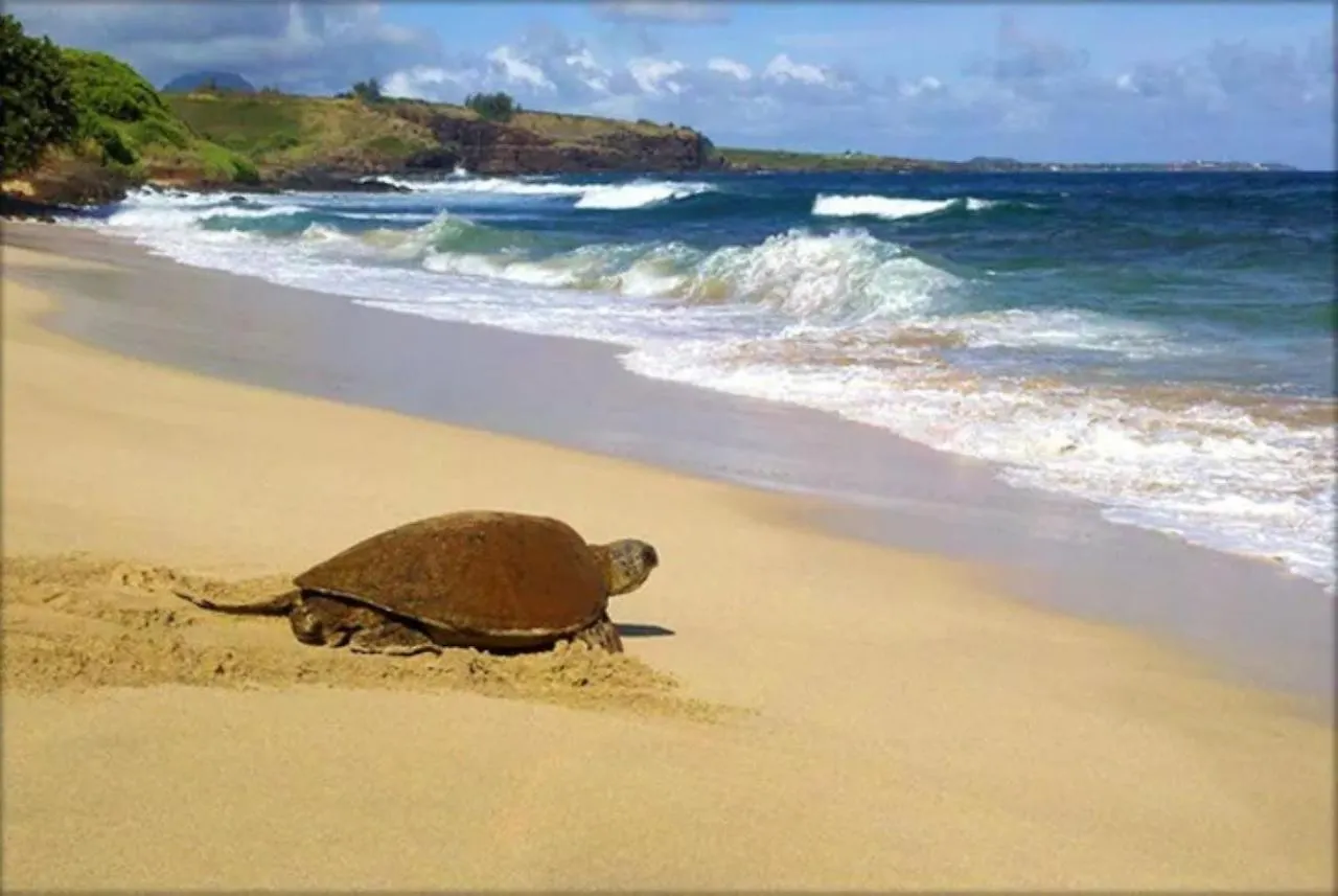 דירה Koloa Step To Beach New Quiet Kiahuna Plantation Remodeled 2 Bedroom Condo With Ac